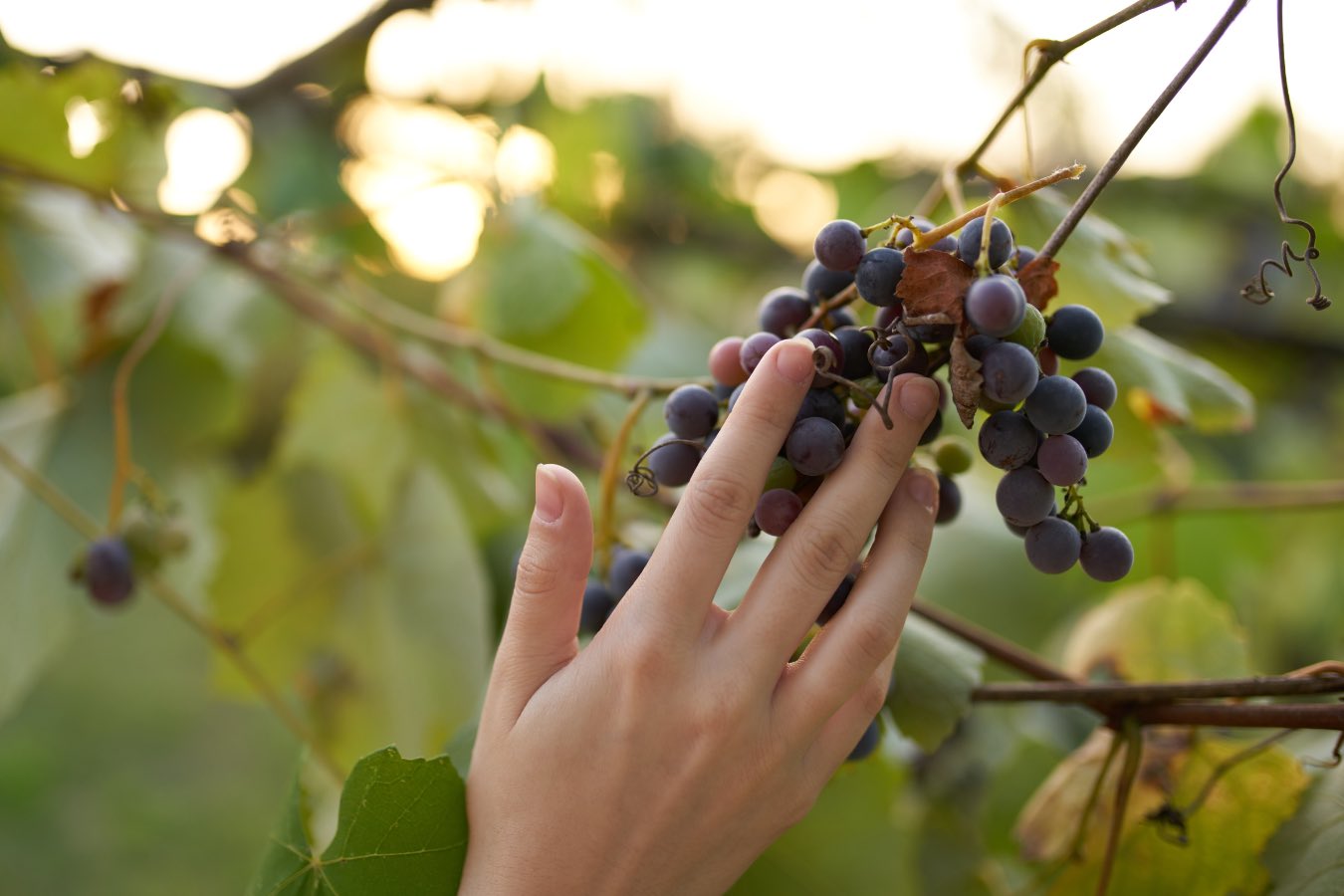 image d'une grappe de raisin